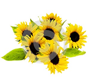 Sunflowers with Leafs