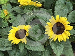 Sunflowers and leaves in summer`s garden