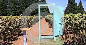 Sunflowers and light blue door at the farm sunny day