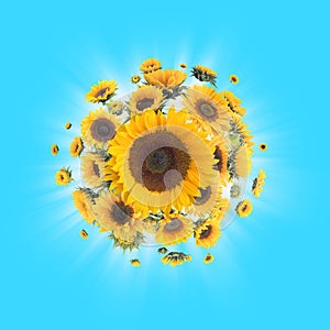 Sunflowers with Light Rays