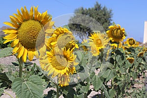 Sunflowers