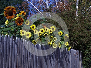 Sunflowers looking over the fence