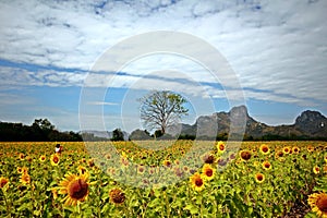 Sunflowers in Lopburi, Thailand