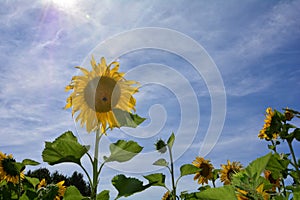 Sunflowers with many blue sky