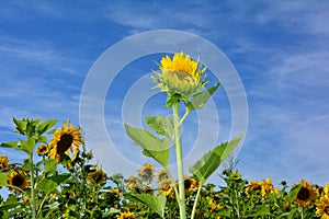 Sunflowers with many blue sky