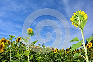 Sunflowers with many blue sky photo