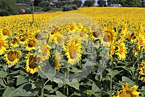 Sunflowers in marche photo