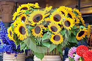 Sunflowers at market