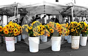 Sunflowers at the market photo