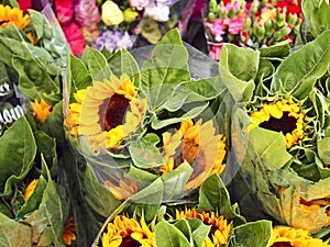 Sunflowers in the market