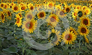 Sunflowers meadow farms and Nutritional energy