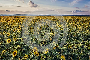 Sunflowers in Moldova