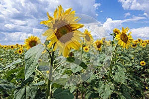 Sunflowers in Moldova