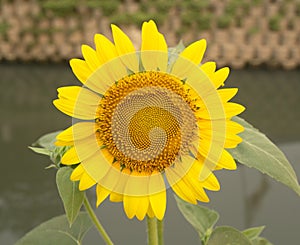 sunflowers in the morning sun on blurred background