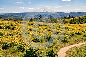 Sunflowers and Mount Hood on the Columbia River Gorge in Oregon photo