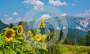 Sunflowers and Mountains photo