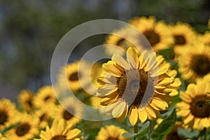 Sunflowers for the nature background