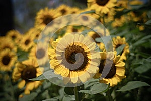 Sunflowers for the nature background