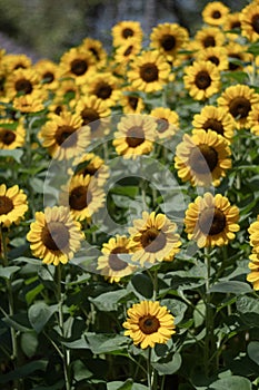Sunflowers for the nature background