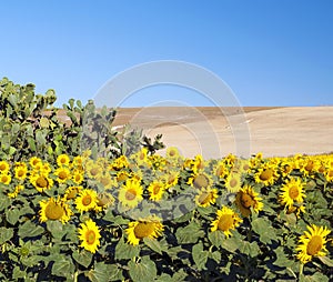 Sunflowers next to a cactus