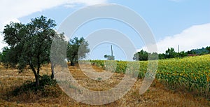 Sunflowers and olive trees