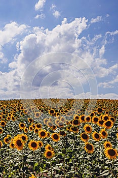 Sunflowers in outdoor growing field