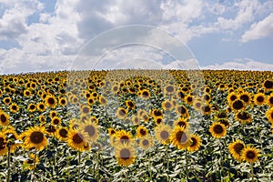 Sunflowers in outdoor growing field