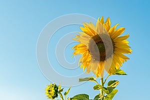 Sunflowers over blue sky background. Sunflower field landscape, bright yellow petals with green leaves.