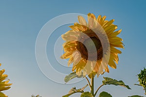Sunflowers over blue sky background. Sunflower field landscape, bright yellow petals with green leaves.