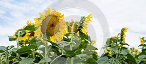 Sunflowers panorama on a sunny day