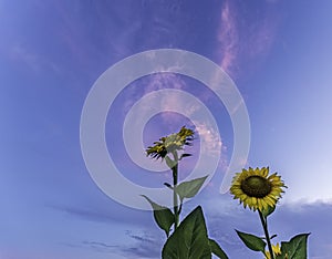 Sunflowers and pink clouds