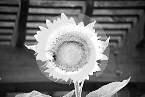 Sunflowers Plant in black and white photo