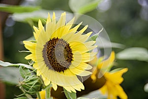 Sunflowers Plant in Full Bloom photo