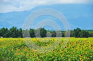 Sunflowers plantation with mountain background