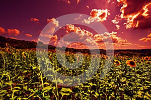 Sunflowers plantation at sunset.