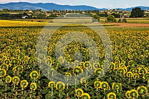 Sunflowers plantation, Tuscany.