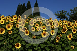 Sunflowers planted together