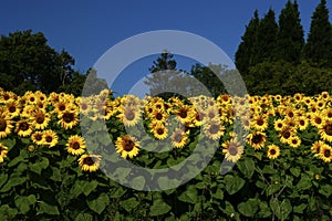 Sunflowers planted together