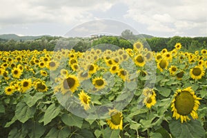 Sunflowers plants in a hot summer day