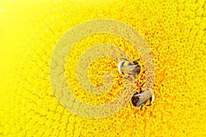 Sunflowers pollinate bees. Close-up of a multi-striped bee collects honey on a yellow flower