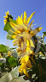 Sunflowers in profile in the field