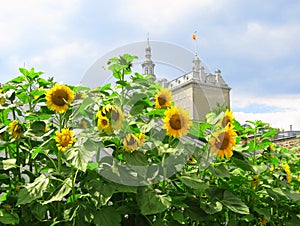 Sunflowers in Quebec city