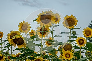 Sunflowers reaching for the sky