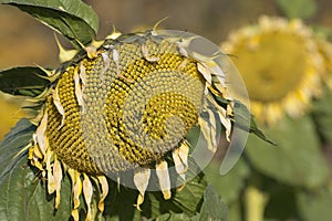 The sunflowers are ripen in the field. Sunflower head with seeds