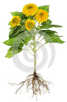 Sunflowers roots isolated