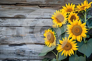 sunflowers on rustic wooden background many wooden slats