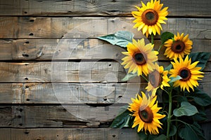 sunflowers on rustic wooden background many wooden slats