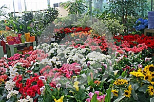 Sunflowers for sale by a florist in a nursery of flowers