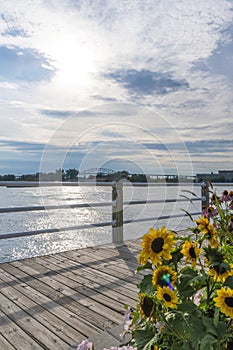 Sunflowers at Sault Ste. Marie\'s Waterfront