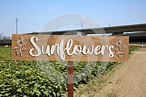 Sunflowers Sign. Field of Sunflowers with a Sunflowers Sign